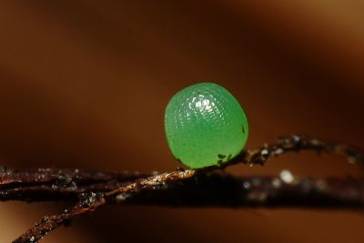 密紋波眼蝶 Ypthima multistriata