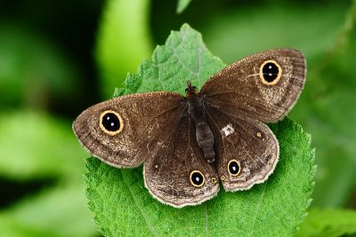 密紋波眼蝶 Ypthima multistriata