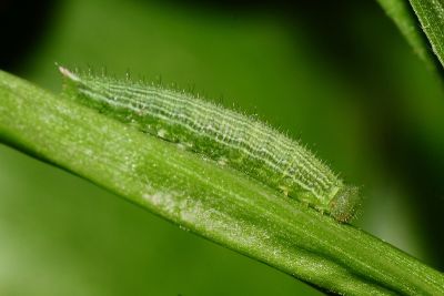 密紋波眼蝶 Ypthima multistriata