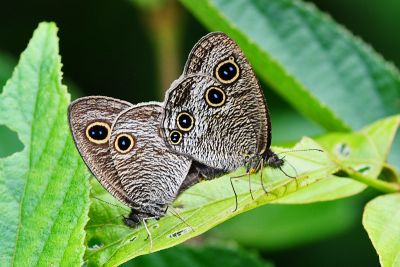 密紋波眼蝶 Ypthima multistriata 交尾中個體