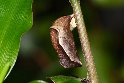 密紋波眼蝶 Ypthima multistriata