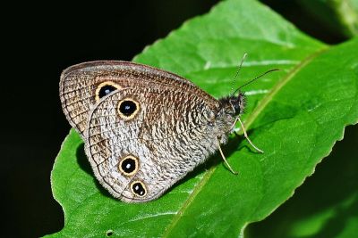 密紋波眼蝶 Ypthima multistriata
