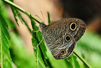 密紋波眼蝶 Ypthima multistriata