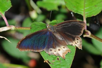 大幽眼蝶 Zophoessa dura neoclides