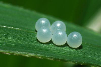 大幽眼蝶 Zophoessa dura neoclides