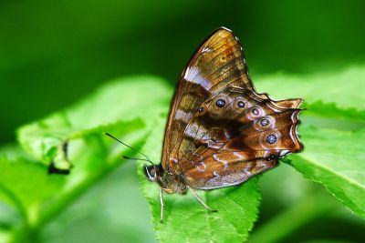 大幽眼蝶 Zophoessa dura neoclides