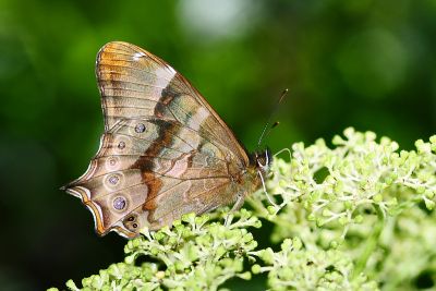 大幽眼蝶 Zophoessa dura neoclides