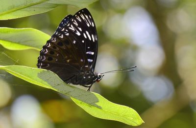 流星蛺蝶 Dichorragia nesimachus formosanus 雄蟲