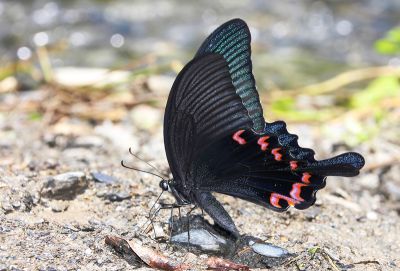 穹翠鳳蝶 Papilio dialis tatsuta 雄蟲