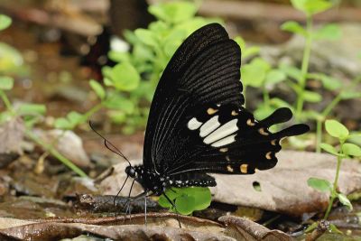 大白紋鳳蝶 Papilio nephelus chaonulus 雄蟲