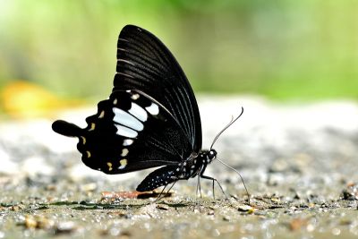 大白紋鳳蝶 Papilio nephelus chaonulus 性別不明