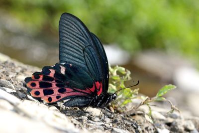 臺灣鳳蝶 Papilio thaiwanus 雄蟲