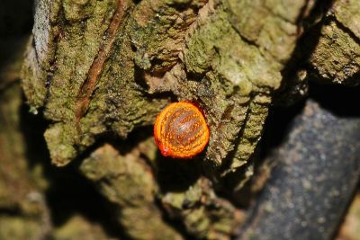 多姿麝鳳蝶 Byasa polyeuctes termessus