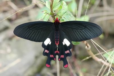 多姿麝鳳蝶 Byasa polyeuctes termessus 雄蟲