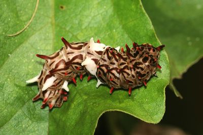 多姿麝鳳蝶 Byasa polyeuctes termessus
