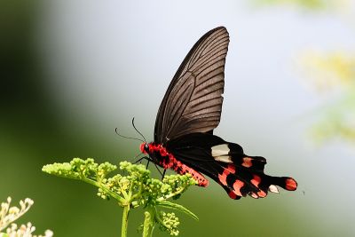 多姿麝鳳蝶 Byasa polyeuctes termessus 雄蟲