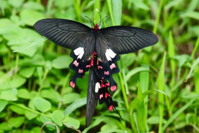 多姿麝鳳蝶 Byasa polyeuctes termessus 交尾中個體