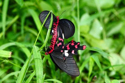多姿麝鳳蝶 Byasa polyeuctes termessus 交尾中個體