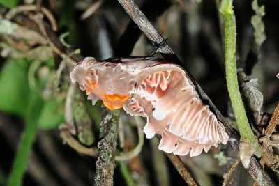 多姿麝鳳蝶 Byasa polyeuctes termessus
