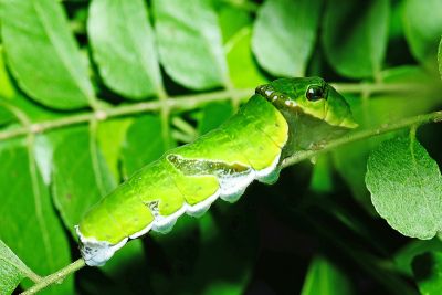 大白紋鳳蝶 Papilio nephelus chaonulus