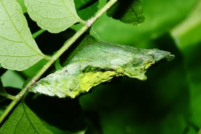 大白紋鳳蝶 Papilio nephelus chaonulus