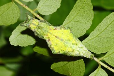 大白紋鳳蝶 Papilio nephelus chaonulus