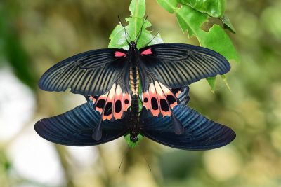 大鳳蝶 Papilio memnon heronus 交尾中個體