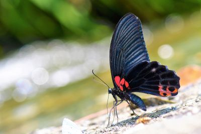 大鳳蝶 Papilio memnon heronus 雄蟲
