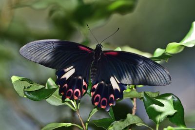 臺灣鳳蝶 Papilio thaiwanus 雌蟲