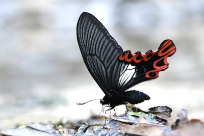 臺灣寬尾鳳蝶 Papilio maraho 雄蟲