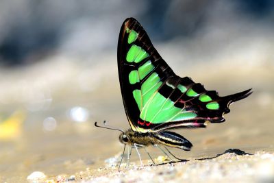 寬帶青鳳蝶 Graphium cloanthus kuge 雄蟲