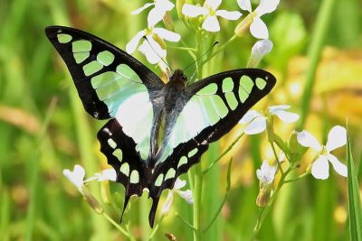 寬帶青鳳蝶 Graphium cloanthus kuge 雌蟲