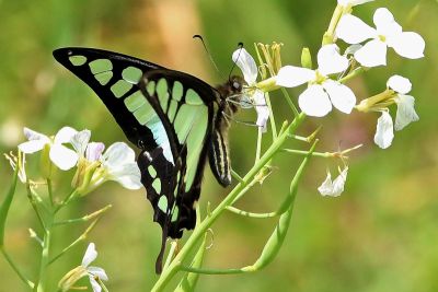 寬帶青鳳蝶 Graphium cloanthus kuge 雌蟲