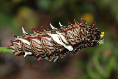 曙鳳蝶 Atrophaneura horishana
