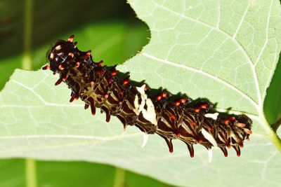 曙鳳蝶 Atrophaneura horishana