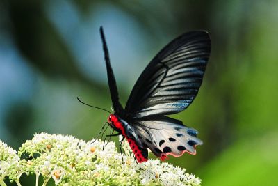 曙鳳蝶 Atrophaneura horishana 雄蟲