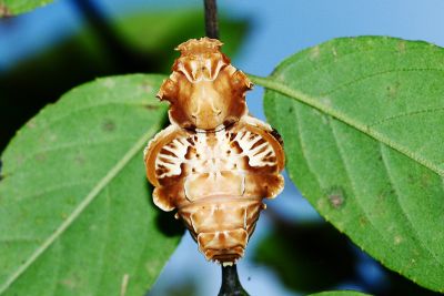 曙鳳蝶 Atrophaneura horishana