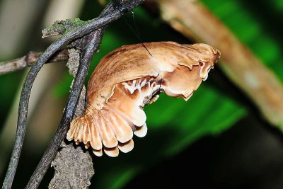 曙鳳蝶 Atrophaneura horishana