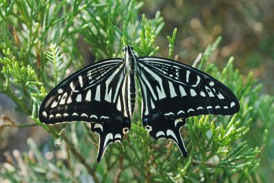 柑橘鳳蝶 Papilio xuthus 雄蟲