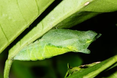 柑橘鳳蝶 Papilio xuthus