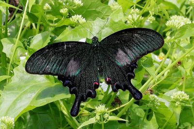 翠鳳蝶蘭嶼亞種 Papilio bianor kotoensis 雄蟲