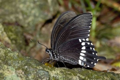 玉帶鳳蝶 Papilio polytes polytes 雌蟲