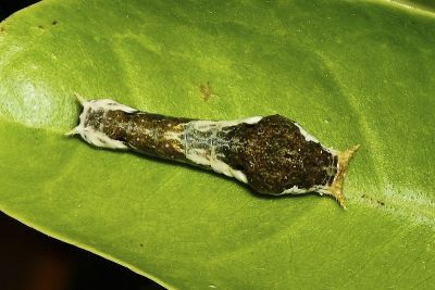 玉帶鳳蝶 Papilio polytes polytes