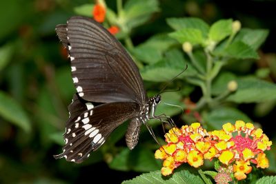 玉帶鳳蝶 Papilio polytes polytes 雌蟲