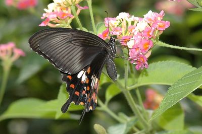 玉帶鳳蝶 Papilio polytes polytes 雌蟲