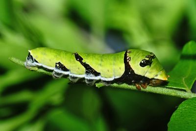 玉帶鳳蝶 Papilio polytes polytes