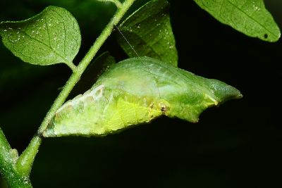 玉帶鳳蝶 Papilio polytes polytes