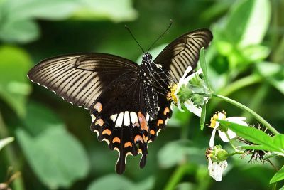 玉帶鳳蝶 Papilio polytes polytes 雌蟲