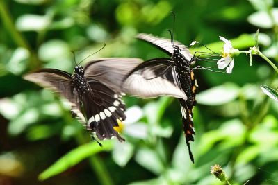 玉帶鳳蝶 Papilio polytes polytes 雄蟲與雌蟲