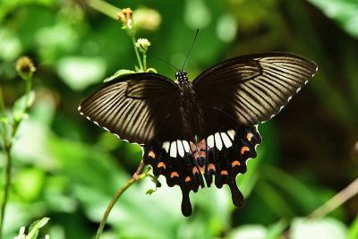 玉帶鳳蝶 Papilio polytes polytes 雌蟲